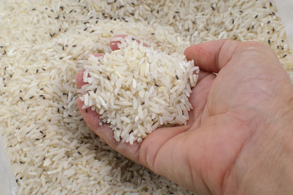 มือตักมอดขึ้นข้าวซึ่งเกิดจากการเก็บที่ไม่เหมาะสม